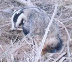 Badger found in a snare 