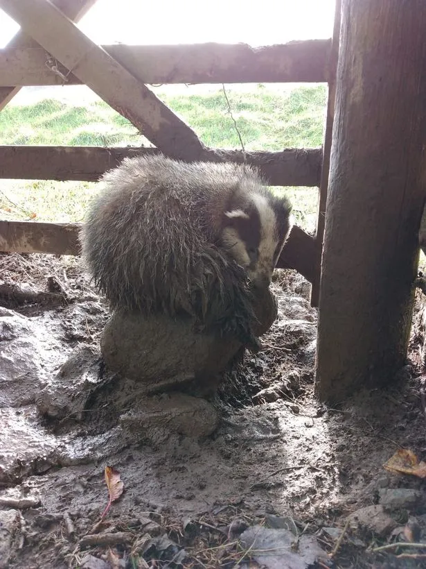 Badger cub caught in illegal snare in Scotland