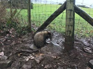 Badger snare Lampeter