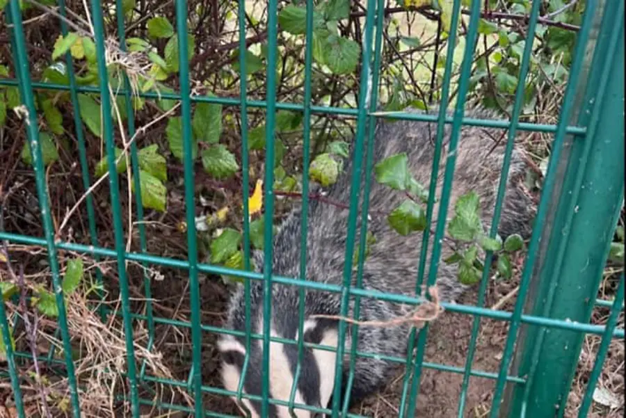 RSPCA rescues snared badger in snare