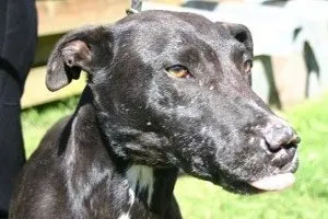 Conroy neglected his injured lurcher