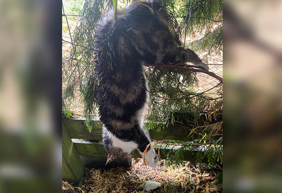 Cat killed on Howarth Moor in Bronte country