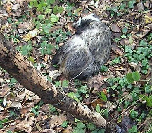 Badger drag snare at Cocking Hill