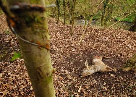 Deer killed in a snare, Scotland