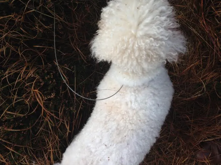 Dog in a fox snare peak district