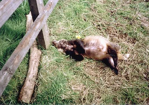 badger killed by drap pole snare in North Yorkshire