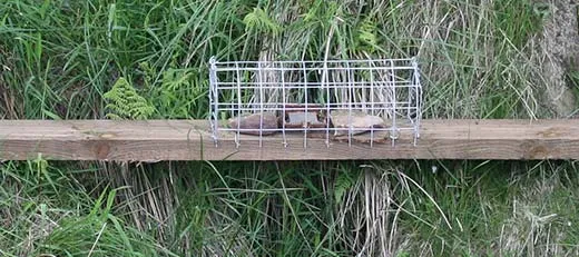 Fenn Trap on a Grouse Moor