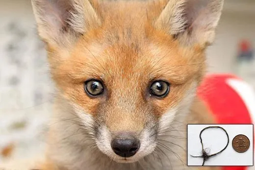 Fox cub survives two weeks in snare