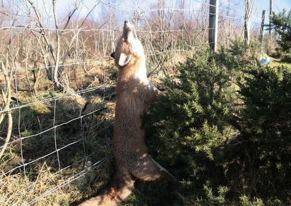 Fox strangled in snare