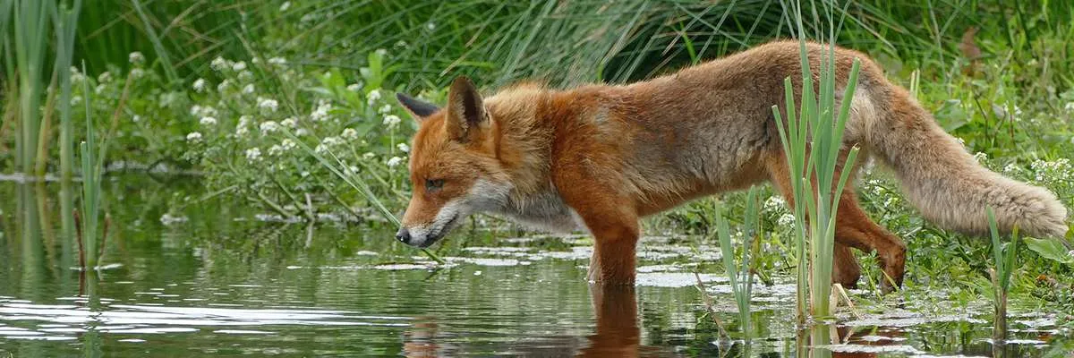 Foxes are targetted by snares