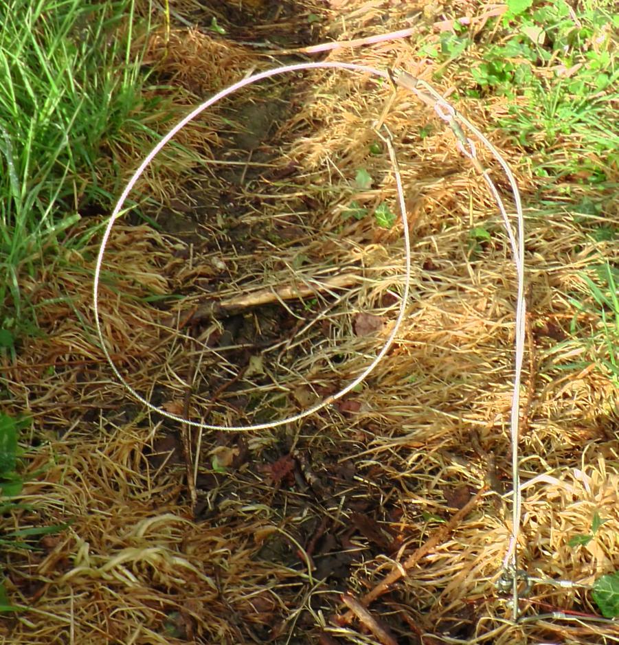 Animal Snares