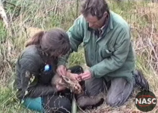 Hare released from snare on shooting estate