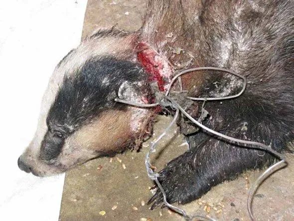 Holmfirth badger home-made snares