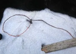 Illegal snares often kill or maim pets