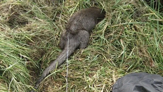 Otter trapped in snare