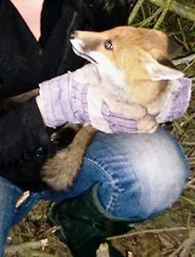 Rescued fox cub