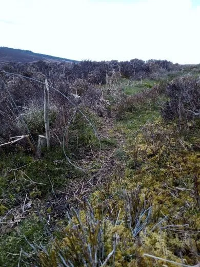 Ruabon Mountains snare