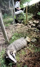 Rescued badger from snare