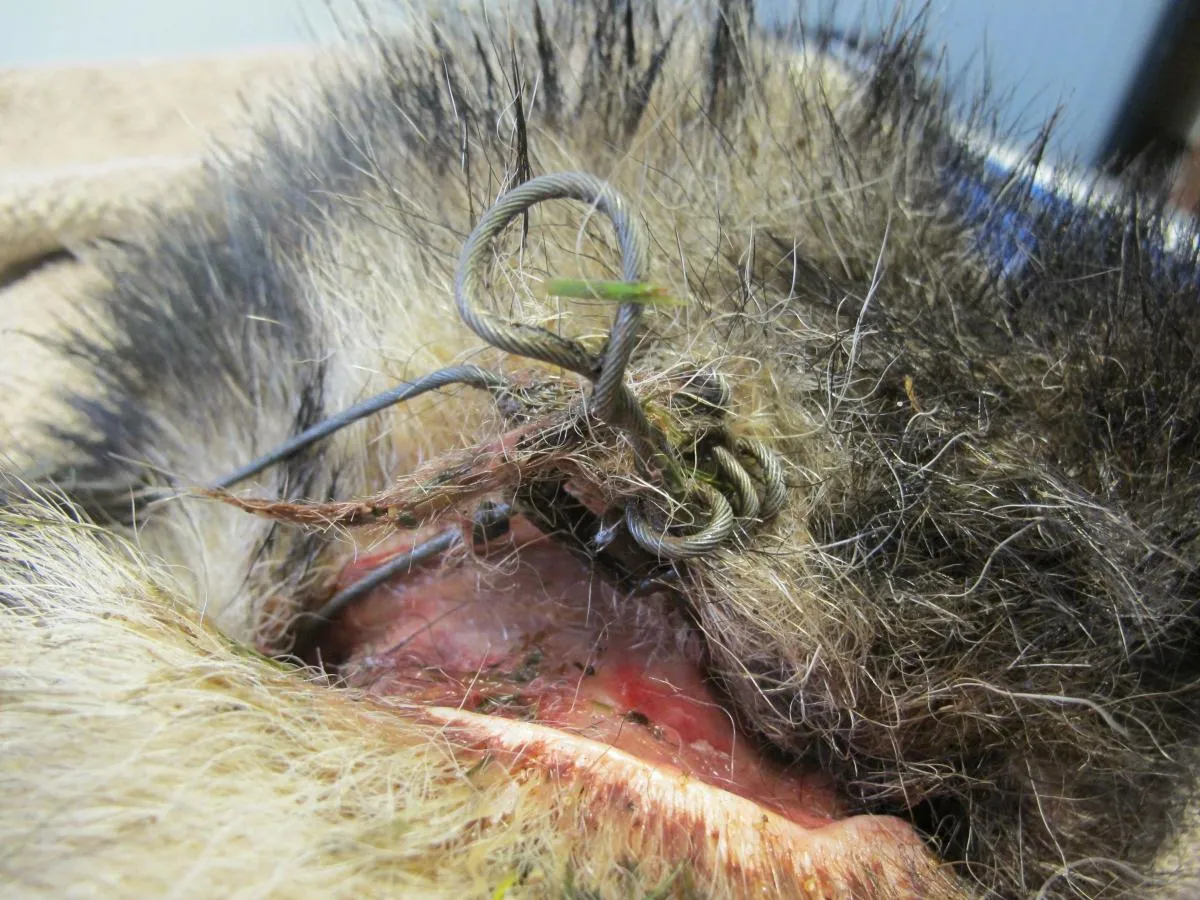 Secret World Wildlife Rescue Badger