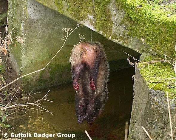 Badger found hung. Credit: Suffolk Badger Group