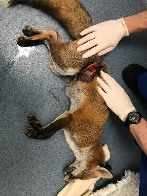 Fox seriously injured by animal snare