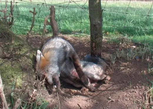 Snare kills rare silver fox