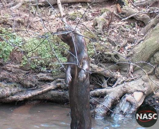 Otter trapped by snare