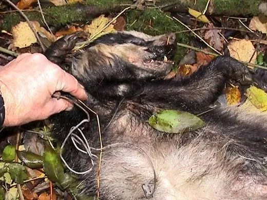 Badger snared at at Dunnottar on the Dunecht Estate