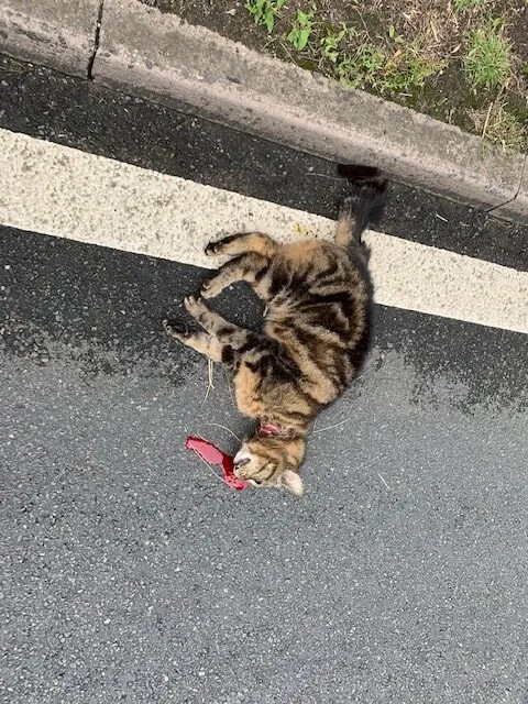 Snared cat hit by van