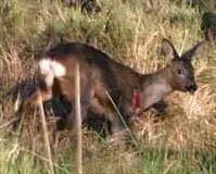 Snared deer