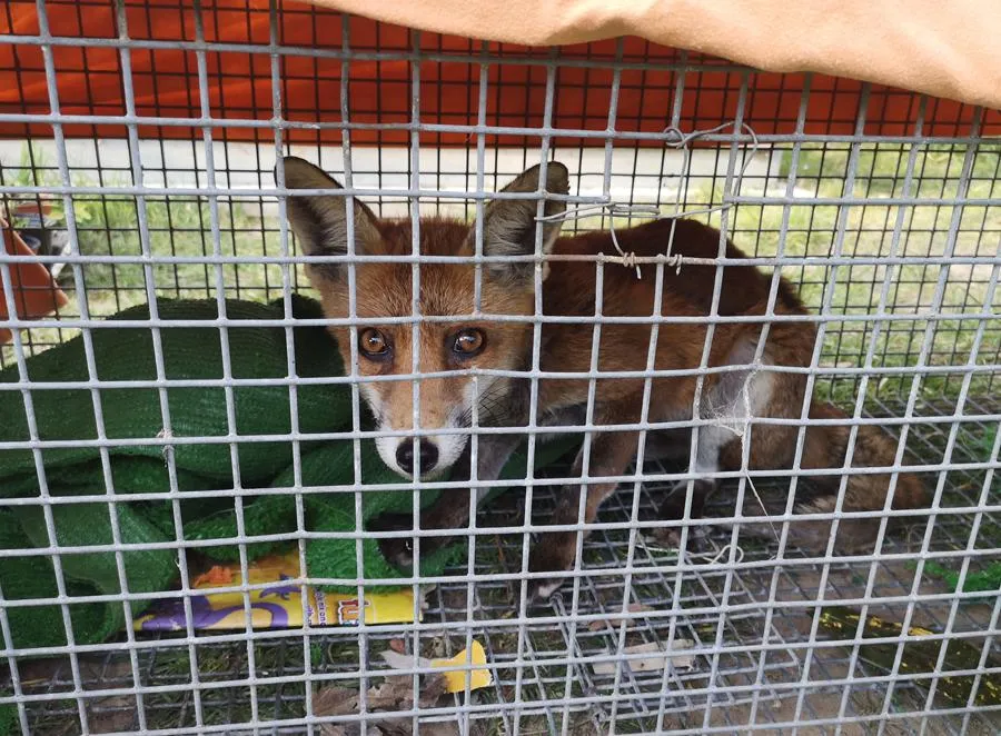 Second fox cruelly snared in urban West Sussex