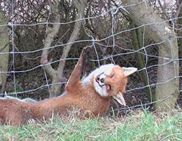 Fox snared on wire fence