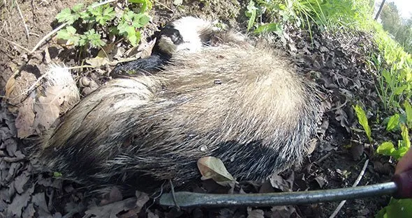 Snared badger Isle of Wight