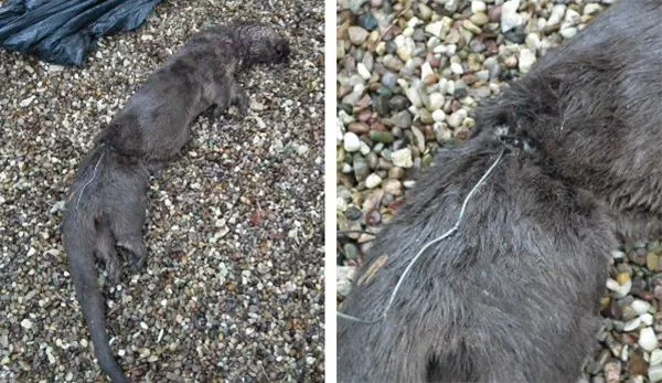  Otter found dead in a snare