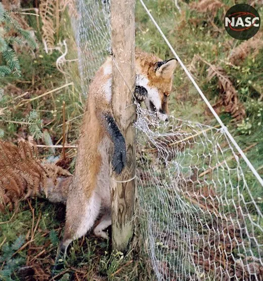 Stanhope Estate cruel snaring foxes