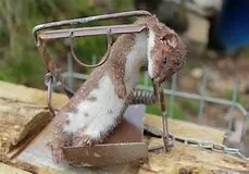 Stoat killed in a Fenn Trap