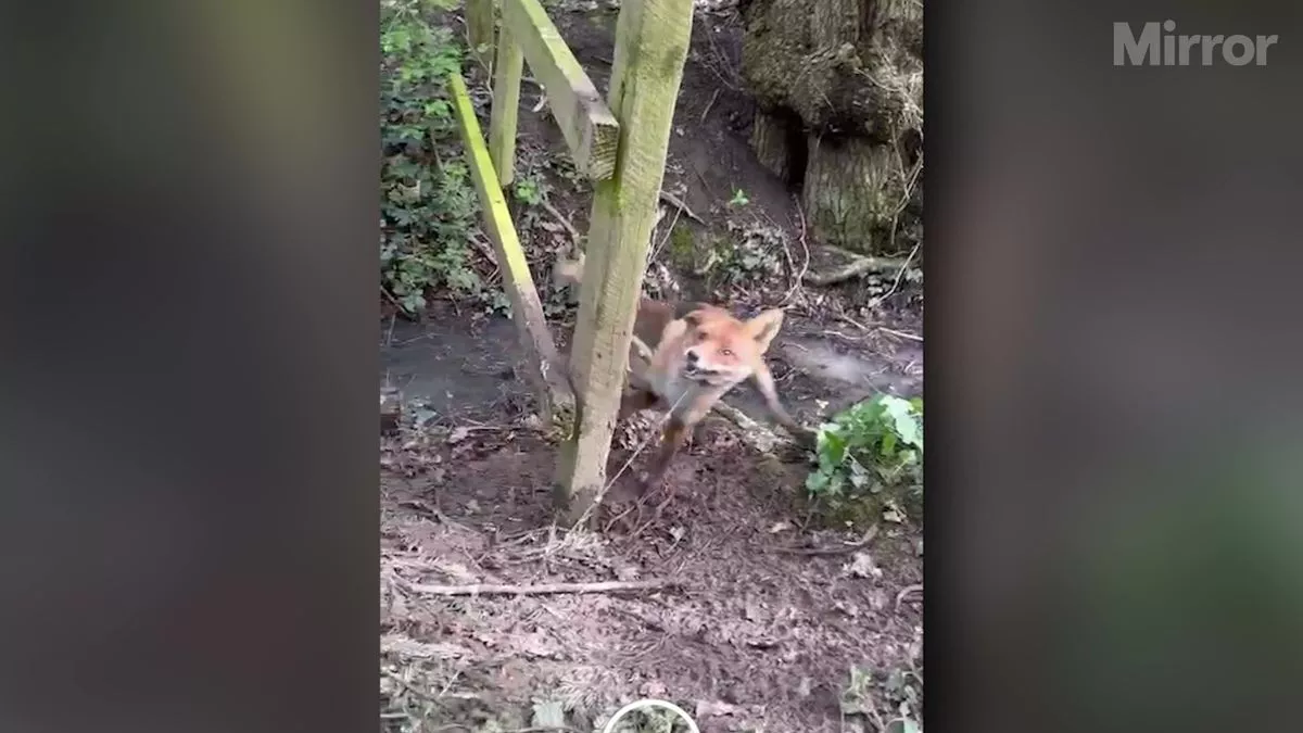 Terrified fox awaits its fate on shooting estate