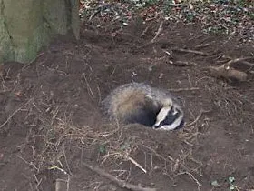 Vale Wildlife Hospital and Rehabilitation Centre badger snared