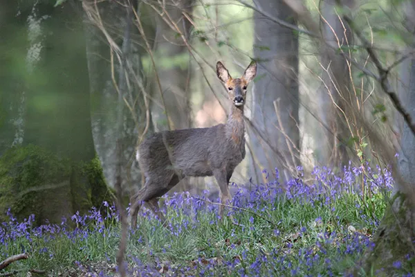 Victims of Snares Deer