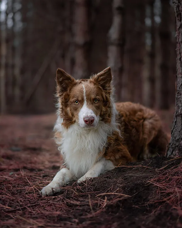 Victims of Snares Dog