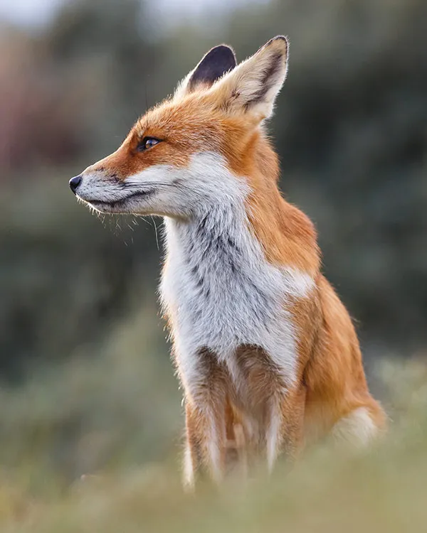 Victims of Snares Fox